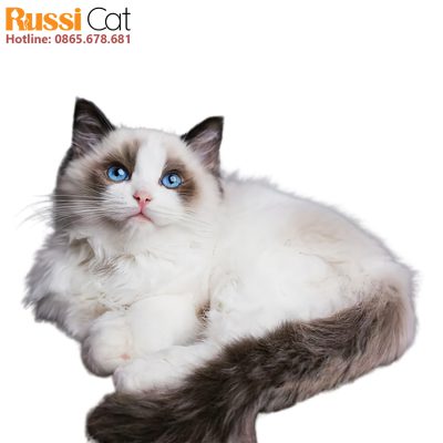 Mèo Ragdoll