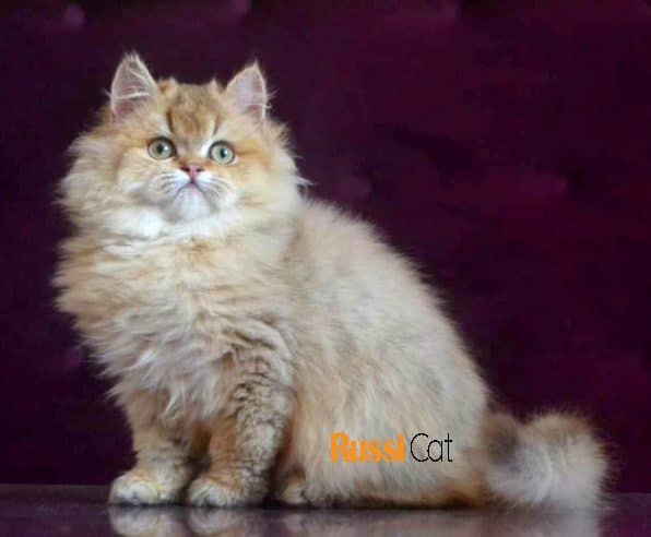 Mèo Anh lông dài ny11 cái 5 tháng tuổi