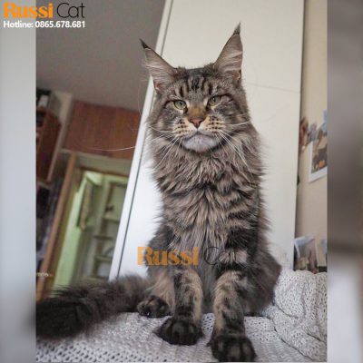 maine coon 4