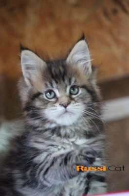 Ánh mắt xám xanh cực yêu của chú mèo Maine Coon