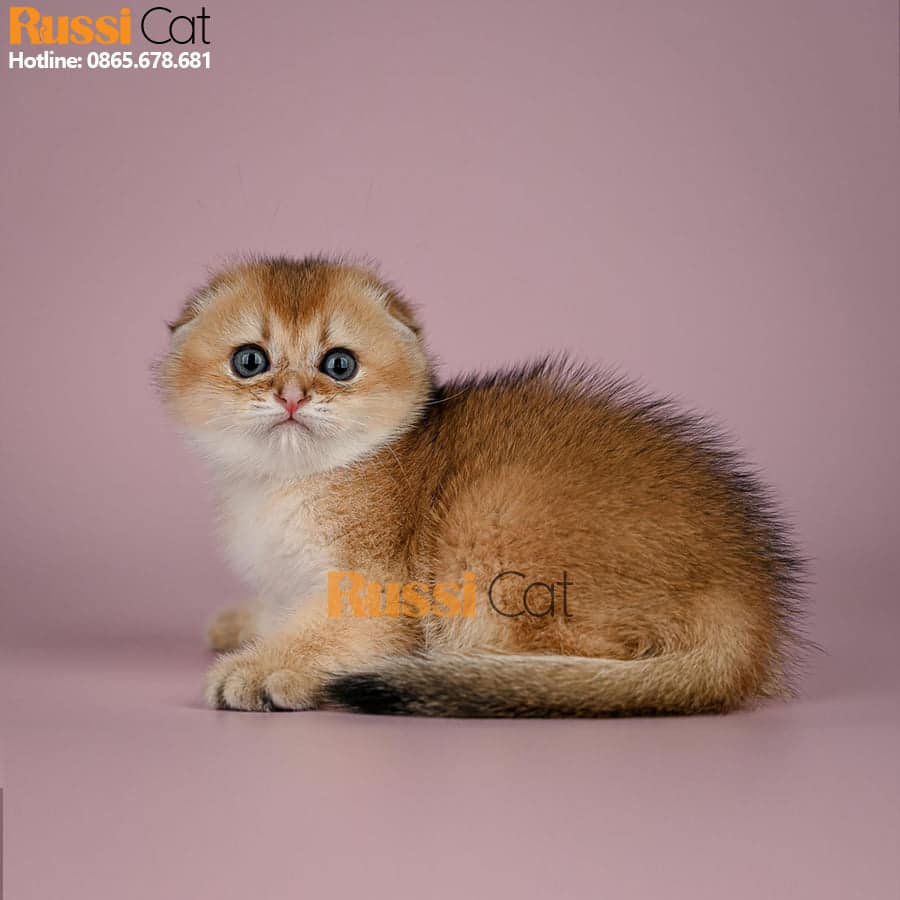 Mèo Scottish Fold ( Tai Cụp ) Ny25, Giới Tính Đực - Sf01 - Russicat