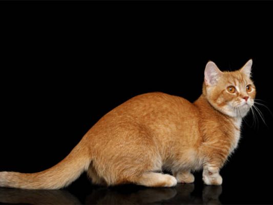 Mèo Munchkin chân ngắn - nguồn gốc, đặc điểm, giá và nơi bán mèo