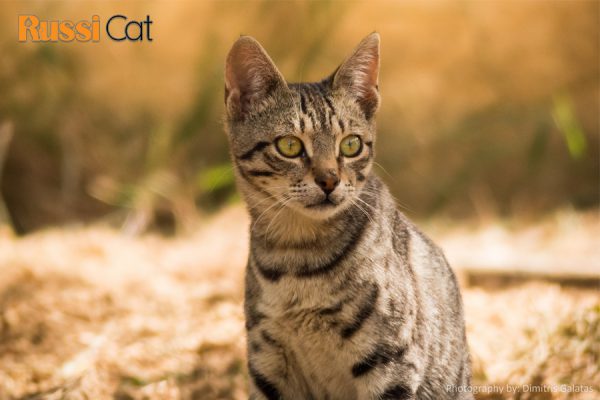 Mèo Savannah – Nguồn gốc, đặc điểm, giá bán, mua mèo Savannah ở đâu uy tín