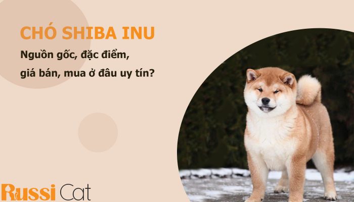 Nguồn gốc đặc điểm giá bán và nơi mua chó Shiba