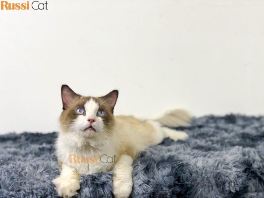 Mèo Ragdoll, đực, 8 tháng 