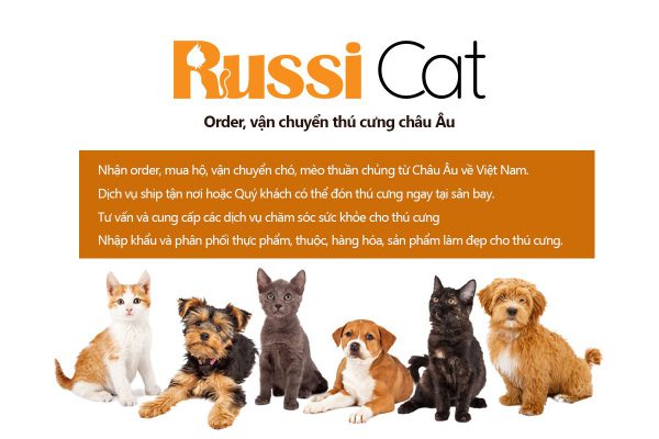 RussiCat chuyên order, nhập khẩu và vận chuyển chó mèo Nga