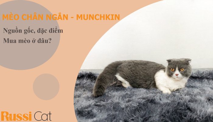 Mèo Munchkin chân ngắn