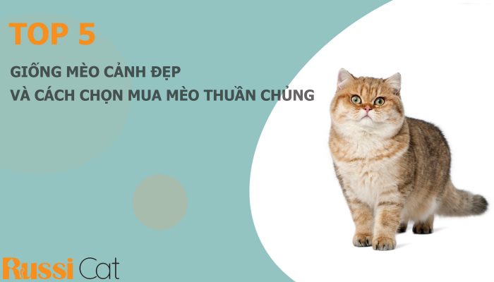 Top 5 giống mèo cảnh đẹp