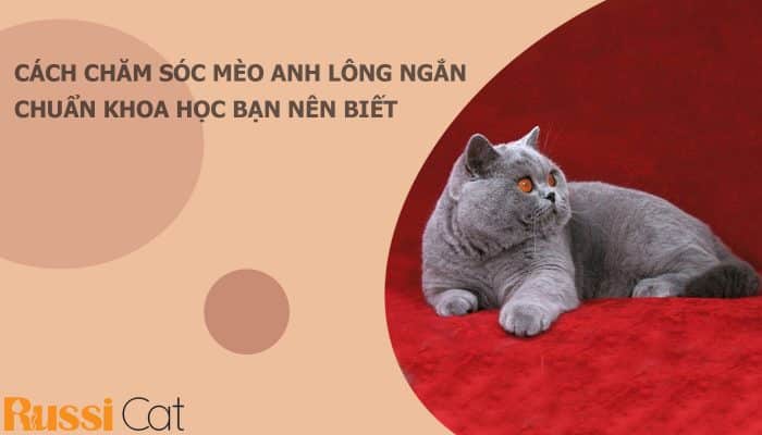 cách chăm sóc mèo Anh lông ngắn chuẩn khoa học mà bạn nên biết