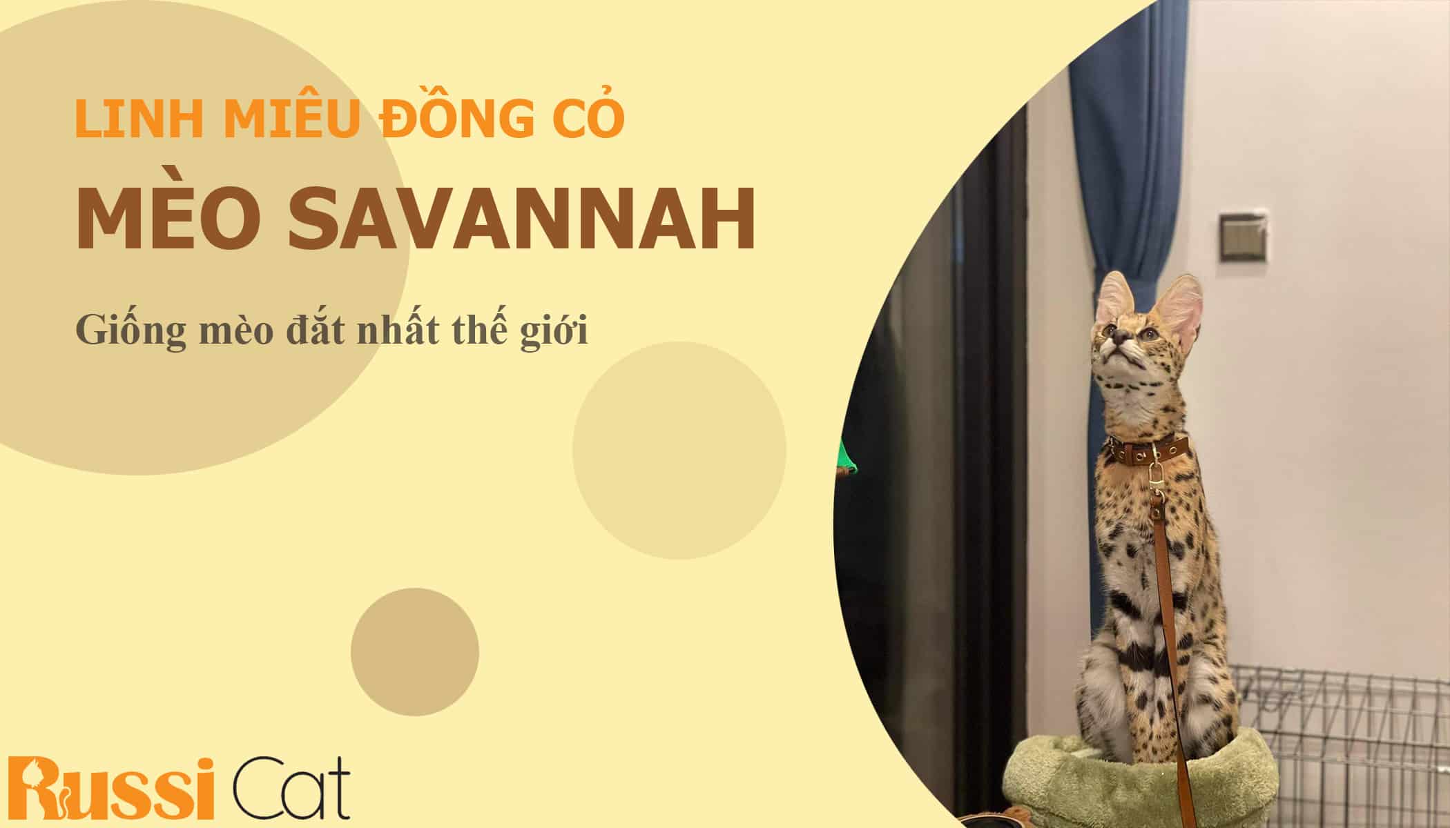 Linh miêu đồng cỏ - Savannah