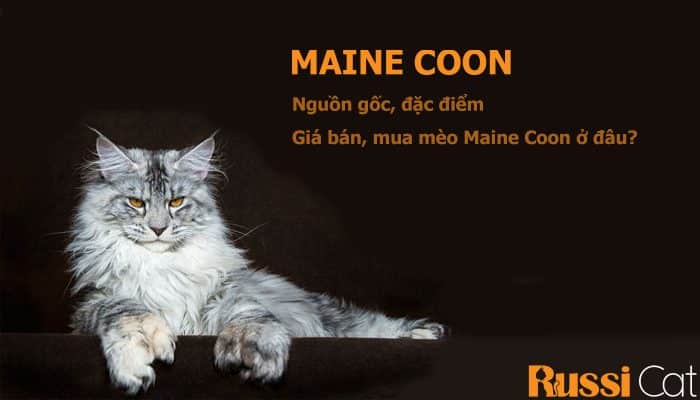 Mèo MaineCoon - Nguồn gốc, dặc điểm, giá và nơi bán