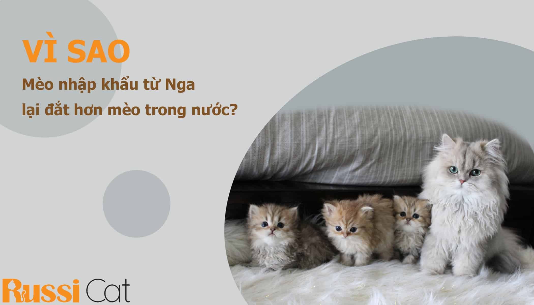 Mèo nhập khẩu đắt hơn mèo trong nước