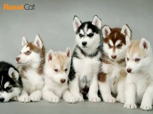 Chó Husky Sibir - Thông tin, cách nuôi & giá bán 2022 - Dogily Pet Shop