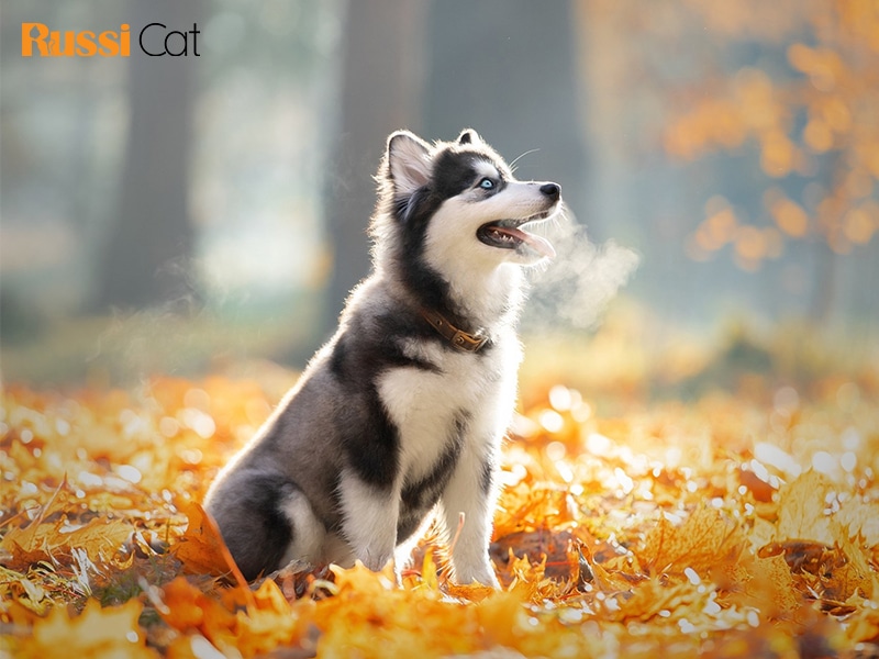 Giống chó đẹp nhất thế giới - 10 biểu tượng ngoại hình Giá chó Husky thuần chủng - nơi bán chó Husky tại Hà Nội4