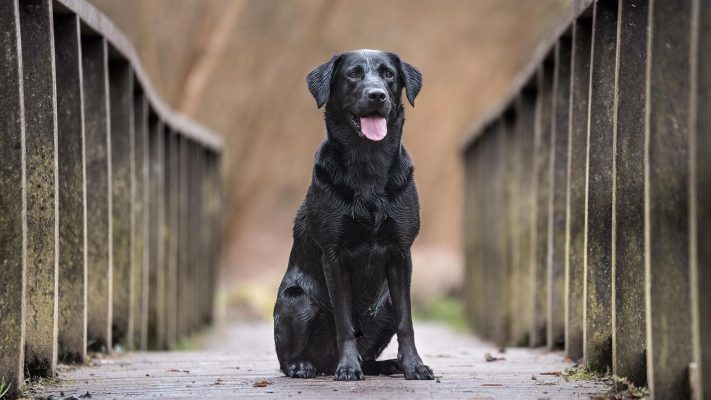 Giá chó Labrador thuần chủng, nơi nào bán chó Labrador tại Hà Nội4