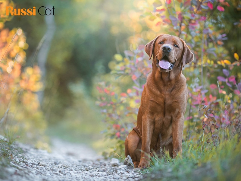 Giá chó Labrador thuần chủng, nơi nào bán chó Labrador tại Hà Nội5