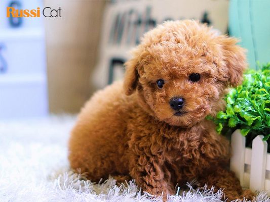 Giá chó Poodle thuần chủng, nơi nào bán chó Poodle tại Hà Nội