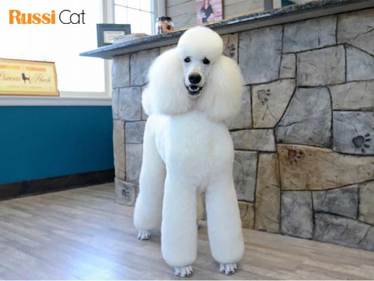 Giá chó Poodle thuần chủng, nơi nào bán chó Poodle tại Hà Nội2