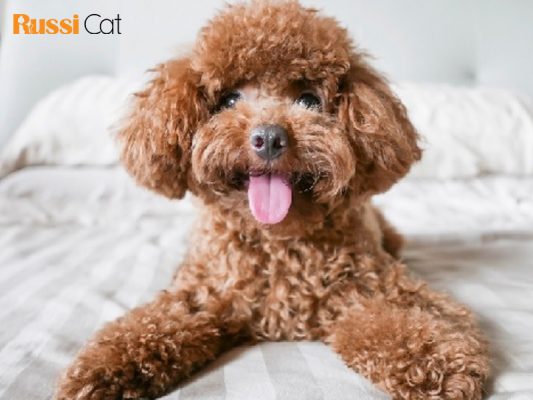 Giá chó Poodle thuần chủng, nơi nào bán chó Poodle tại Hà Nội3