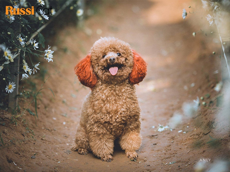 Chó Toy Poodle  đặc điểm ngoại hình cách nuôi và giá
