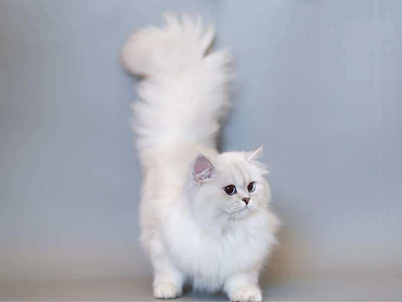 Mèo Anh lông dài - nguồn gốc, đặc điểm, giá và nơi bán mèo ALd