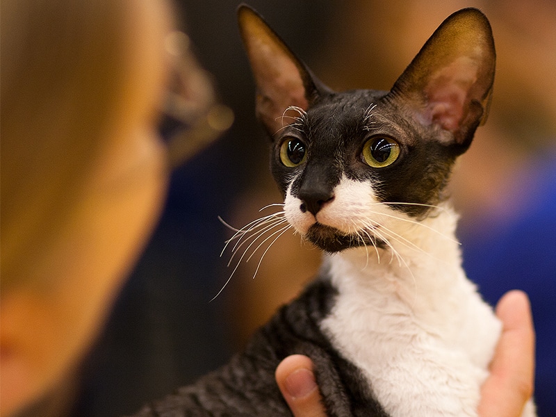 Mèo Cornish Rex - nguồn gốc, đặc điểm, giá và nơi bán mèo