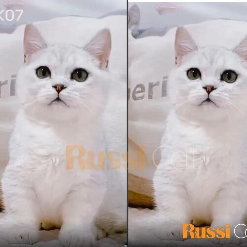 Mèo Munchkin silver mắt xanh siêu đẹp