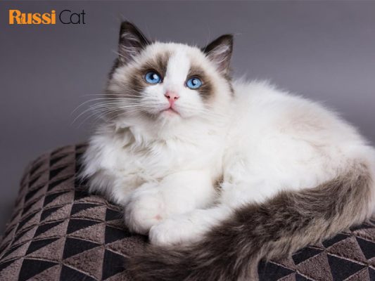 Mèo Ragdoll giá bao nhiêu và mua mèo Ragdoll ở đâu