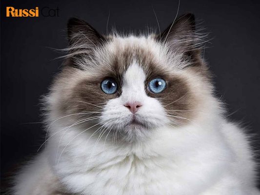 Mèo Ragdoll giá bao nhiêu và mua mèo Ragdoll ở đâu1