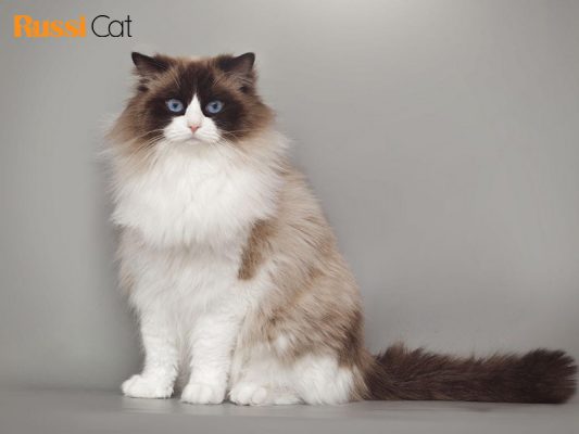 Mèo Ragdoll giá bao nhiêu và mua mèo Ragdoll ở đâu2