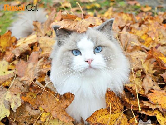 Mèo Ragdoll giá bao nhiêu và mua mèo Ragdoll ở đâu