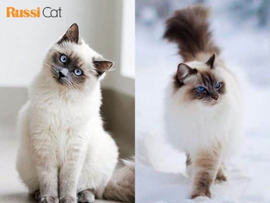 Mèo Ragdoll giá bao nhiêu và mua mèo Ragdoll ở đâu