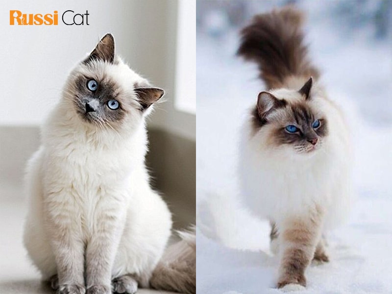 Mèo Ragdoll giá bao nhiêu và mua mèo Ragdoll ở đâu4