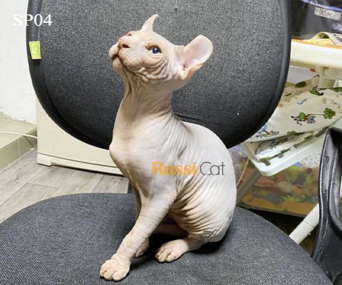 Mèo Sphynx không lông đực, 5 tháng