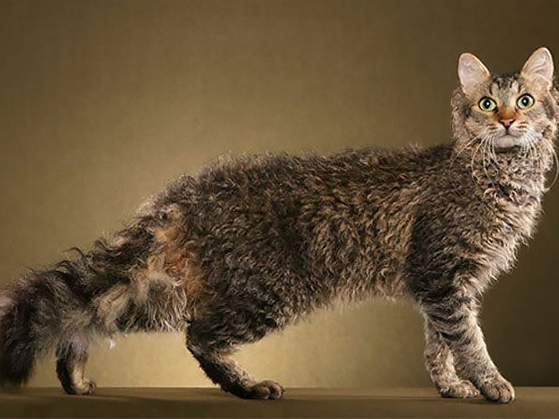 Mèo lông uốn Laperm - nguồn gốc, đặc điểm, giá và nơi bán
