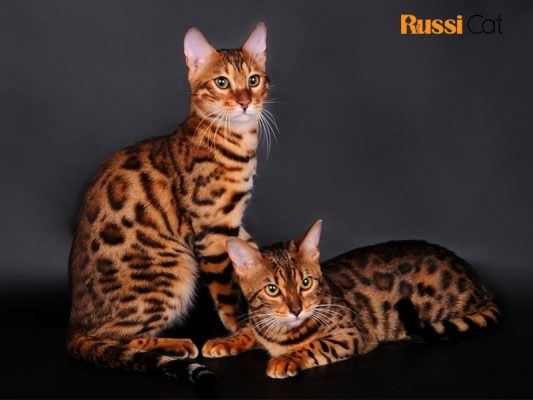 Tại sao nên chọn mèo nhập khẩu từ Nga - mèo Bengal