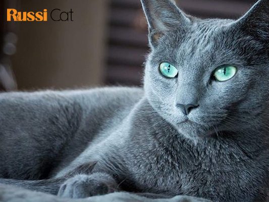 Tại sao nên chọn mèo nhập khẩu từ Nga - mèo Russian Blue