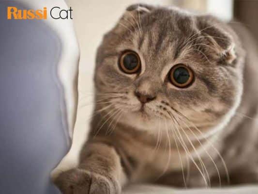 Tại sao nên chọn mèo nhập khẩu từ Nga - mèo tai cụp