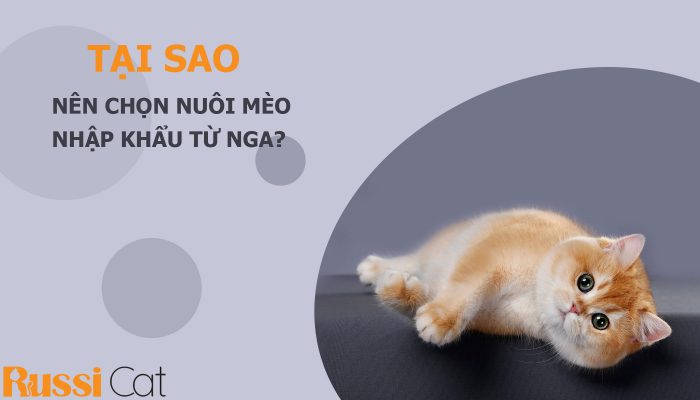 Tại sao nên mua mèo nhập khẩu từ Nga