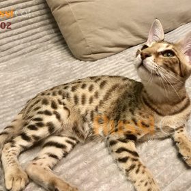 Bé mèo Savannah đực cực đẹp