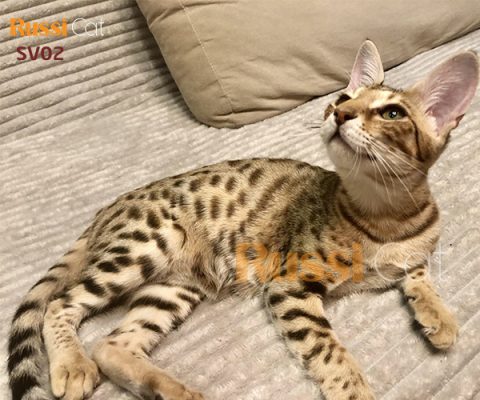 Bé mèo Savannah đực cực đẹp