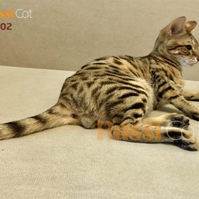 Bé mèo Savannah đực cực đẹp