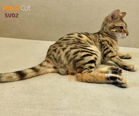 Bé mèo Savannah đực cực đẹp