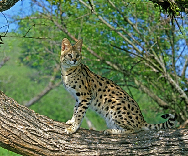 Mèo Serval có giá như thế nào và mua mèo Serval tại đâu Việt Nam