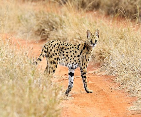 Linh miêu đồng cỏ Serval - Nguồn gốc, đặc điểm, giá và nơi bán