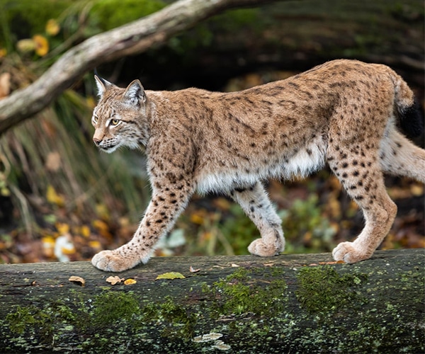 Lynx Linh miêu - đặc điểm, nơi bán và giá bán