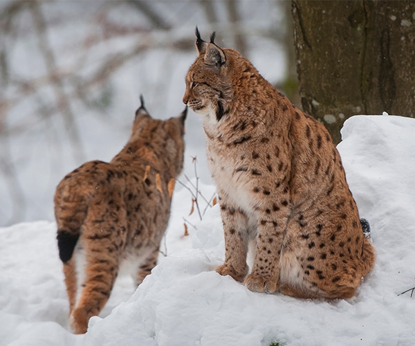Lynx Linh miêu - đặc điểm, nơi bán và giá bán