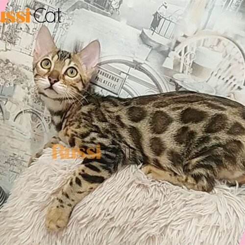 Mèo Bengal nhập Nga siêu đẹp
