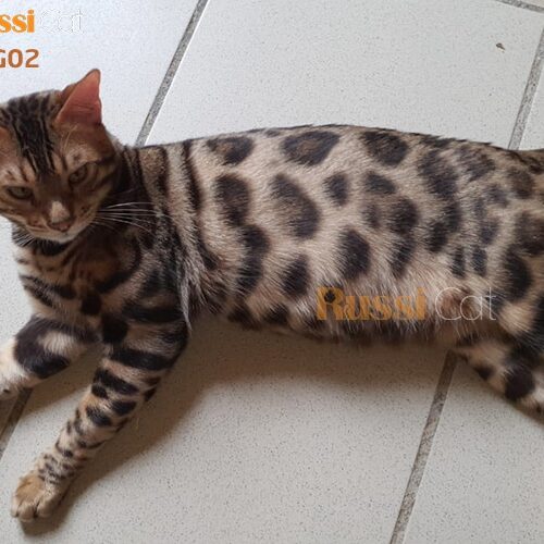 Mèo Bengal siêu đẹp đực