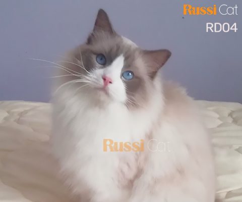 Mèo Ragdoll nhập Nga mắt siêu đẹp